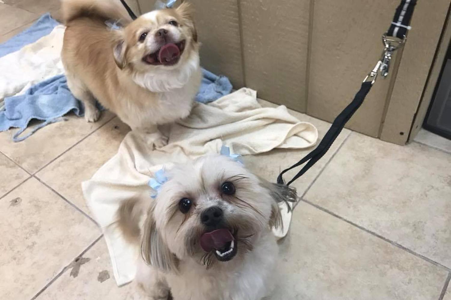 Grooming Tails 0