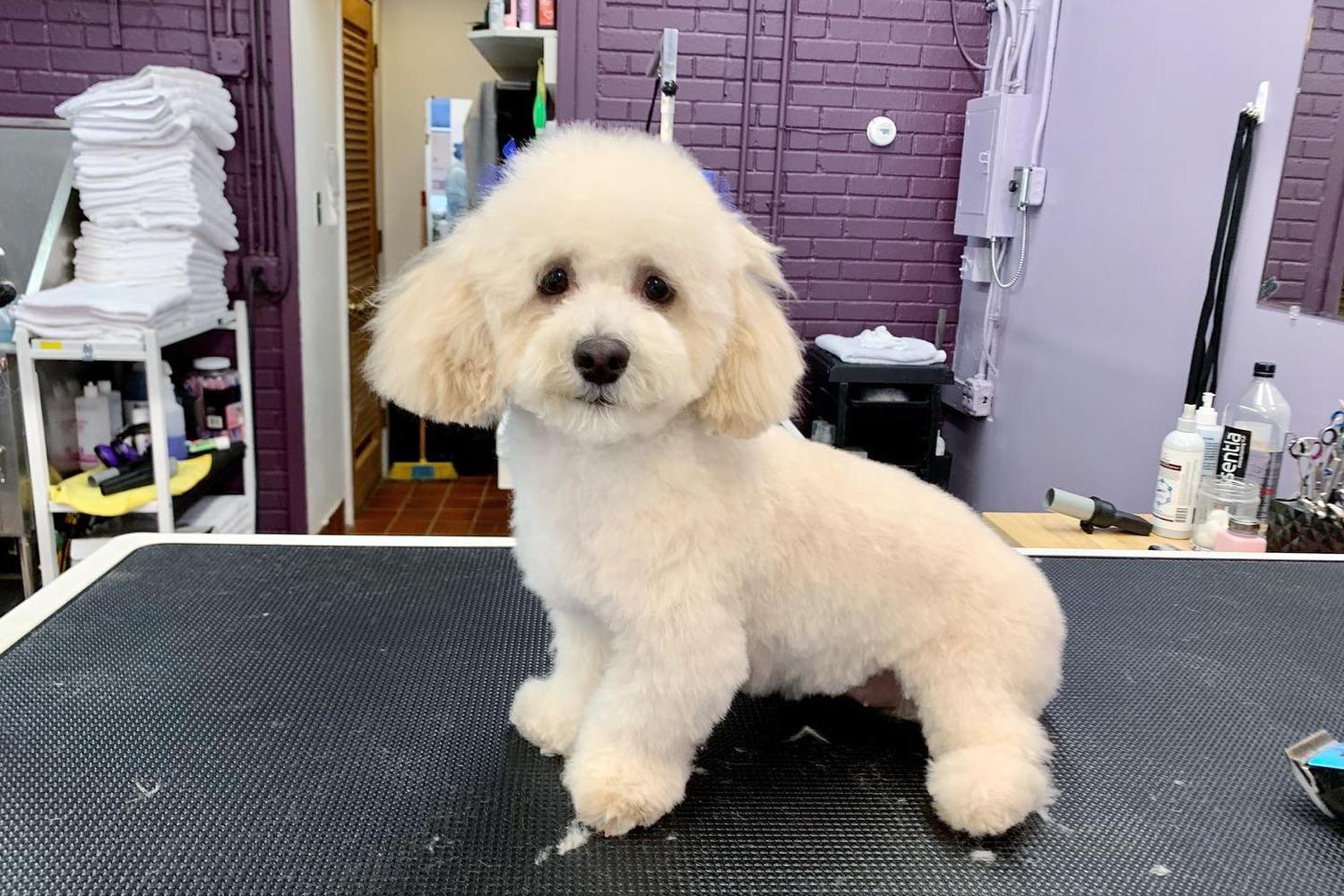 Lex Pets Grooming and Services 4