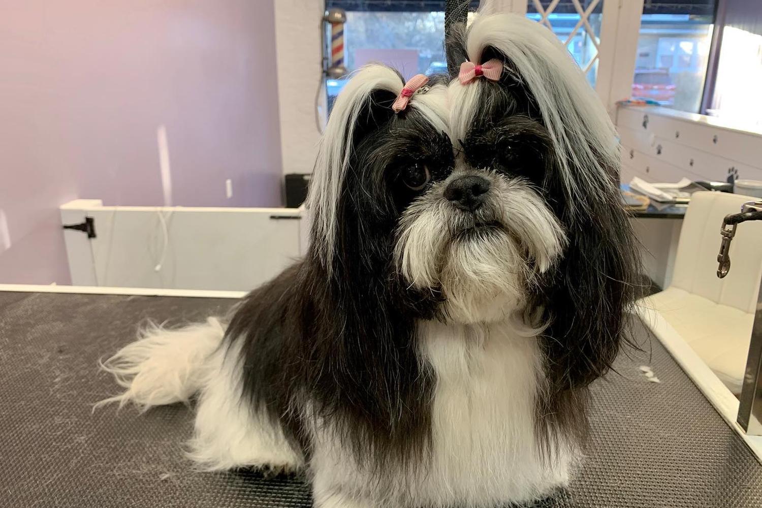 Lex Pets Grooming and Services 2