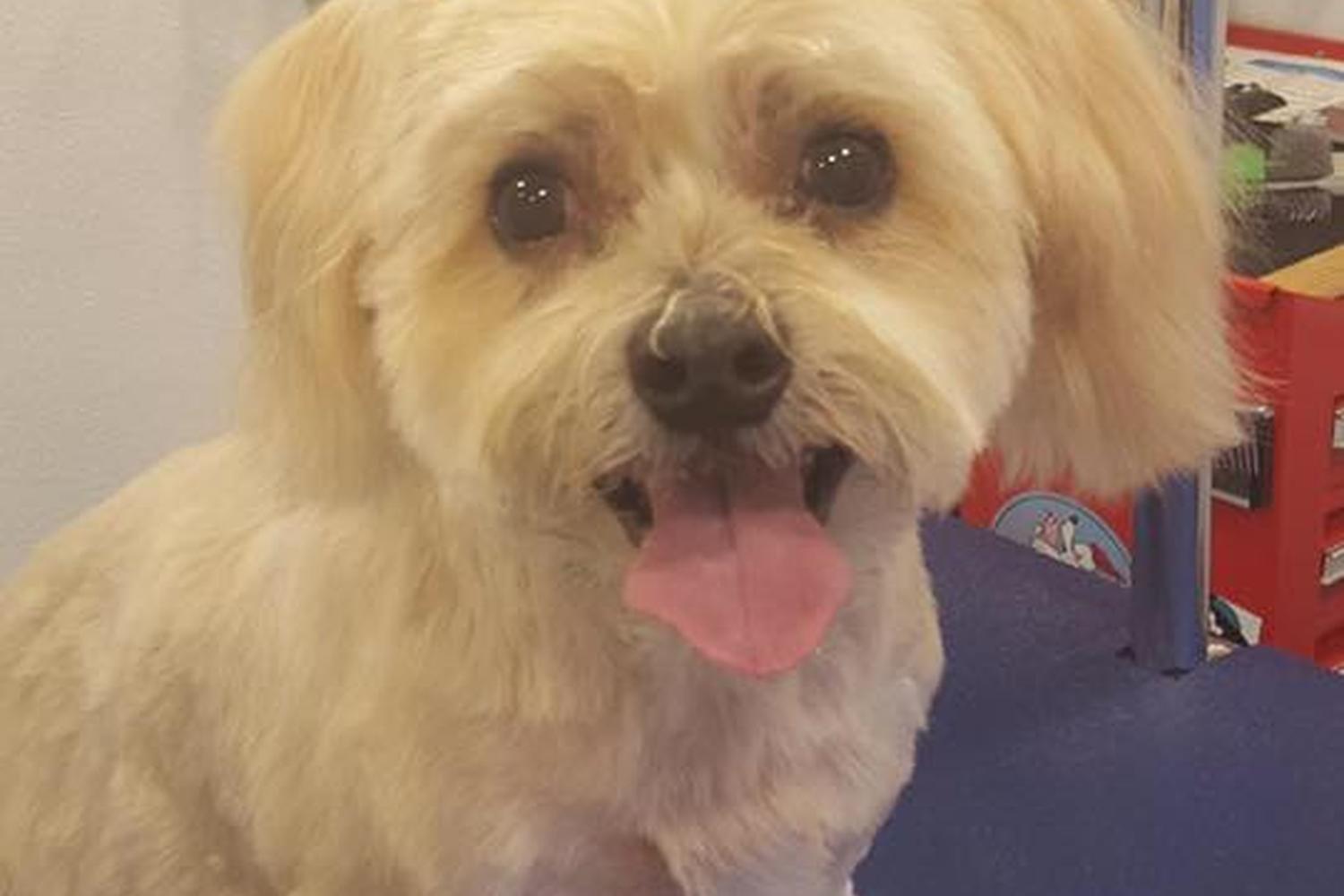 Sitting Pretty Grooming 2