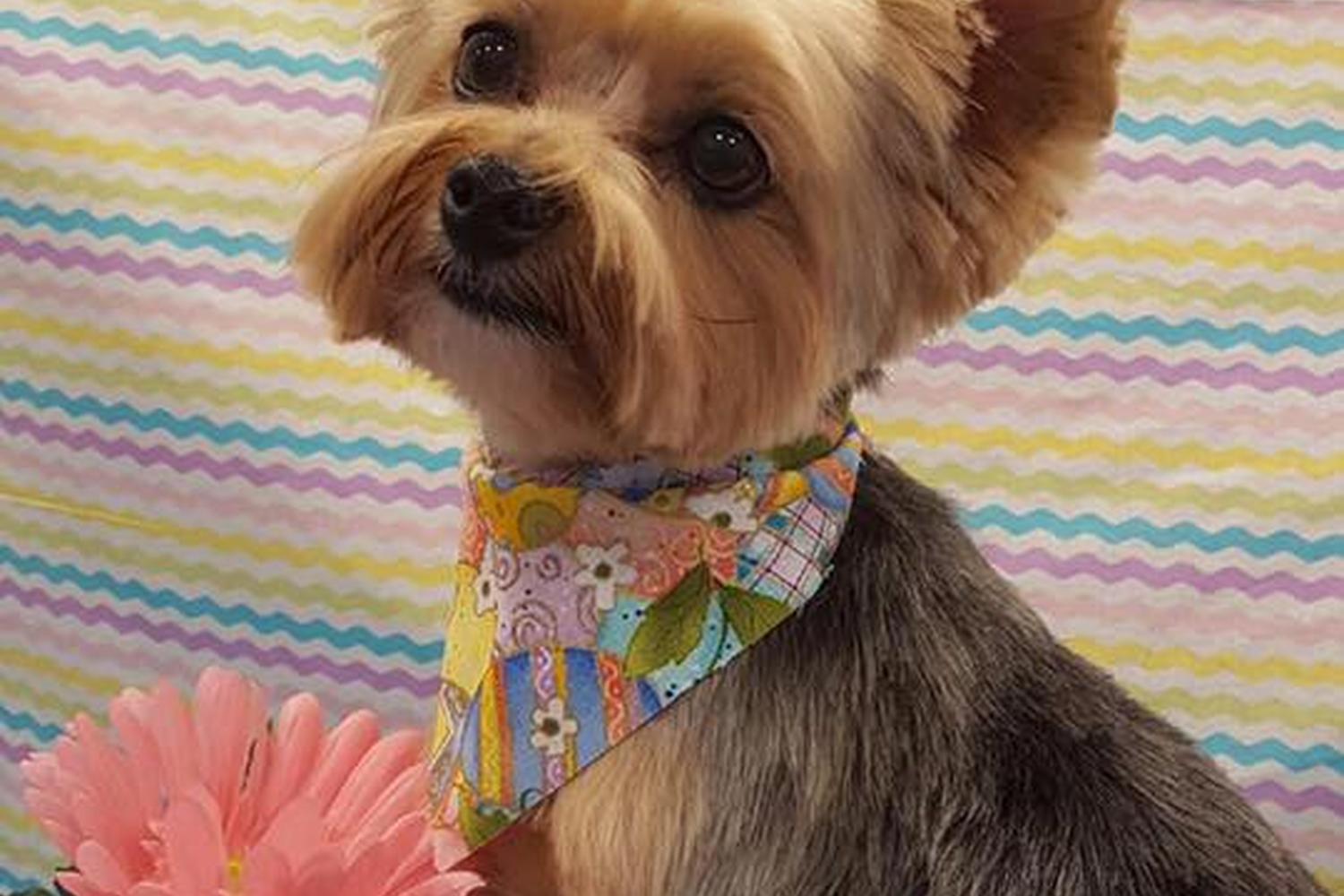 Sitting Pretty Grooming 3