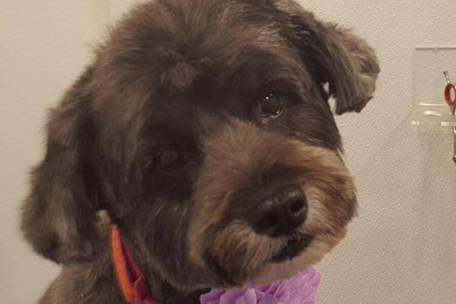 Sitting Pretty Grooming 1