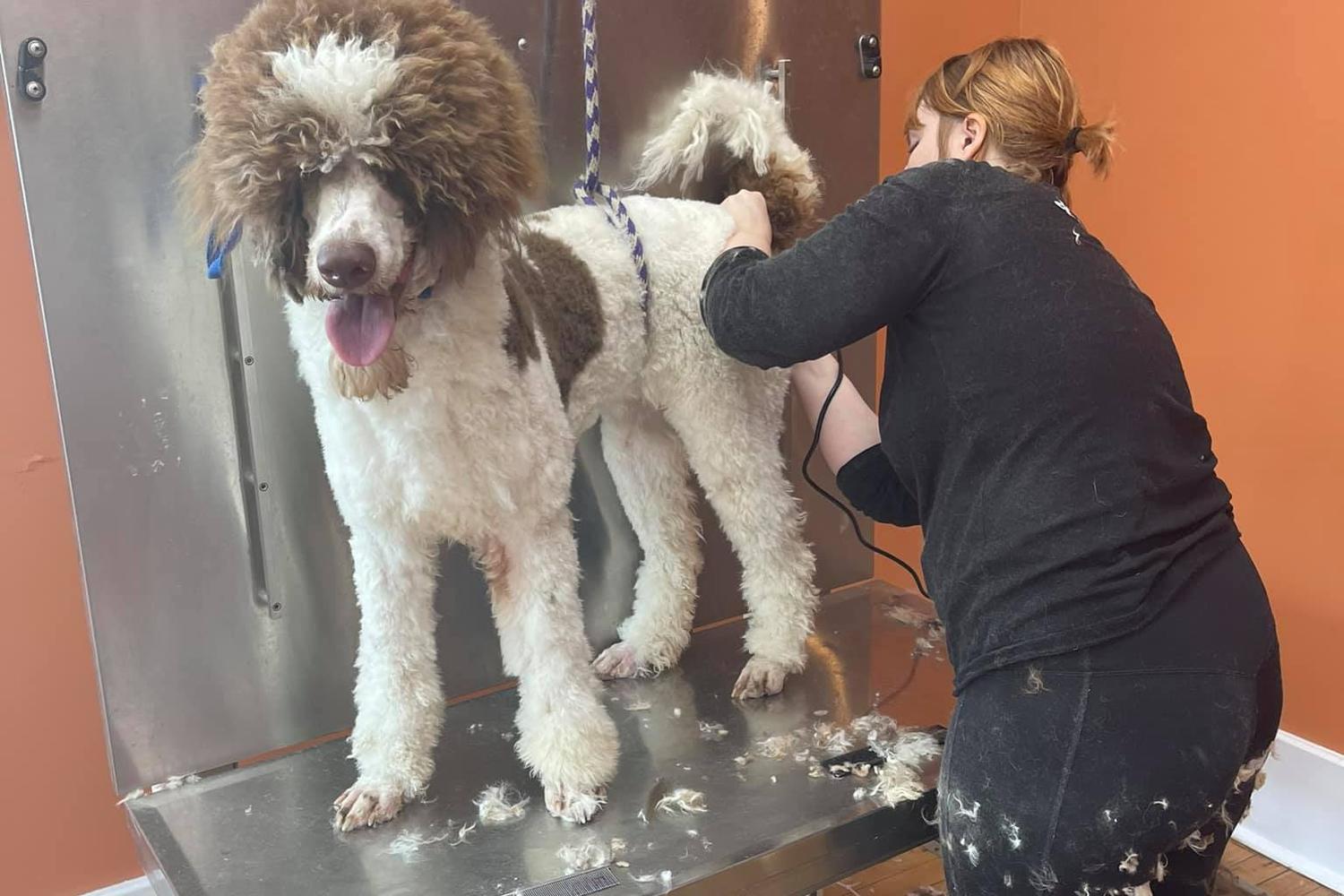 Duke And Dixie's Dog Grooming 3