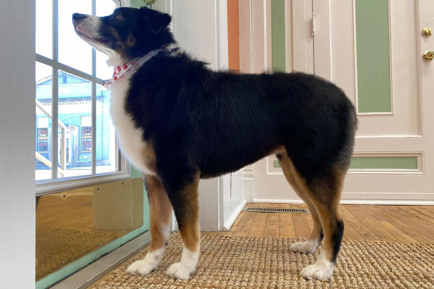 Duke And Dixie's Dog Grooming 2