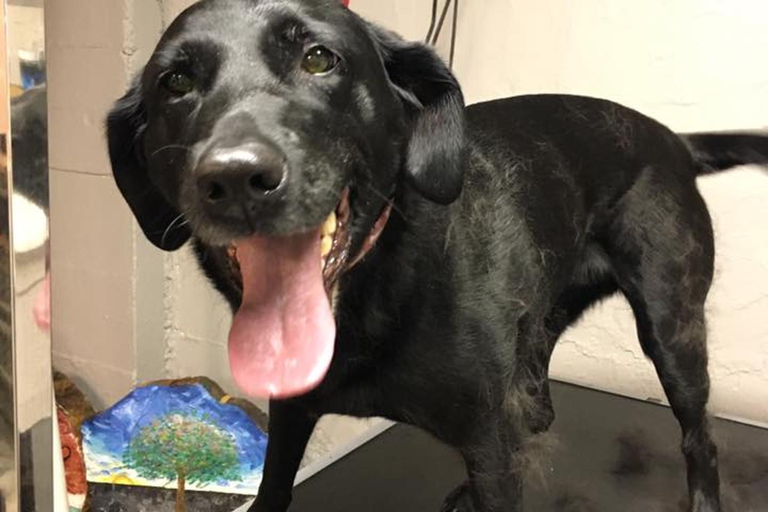 Naomi’s Pet Grooming 2