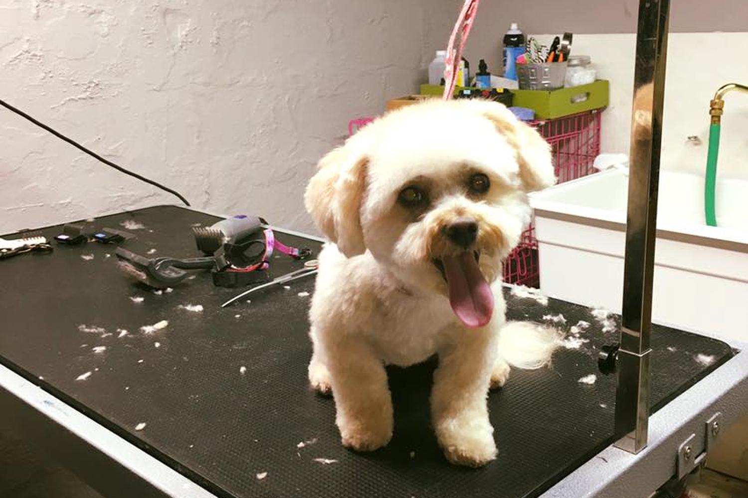 Naomi’s Pet Grooming 4