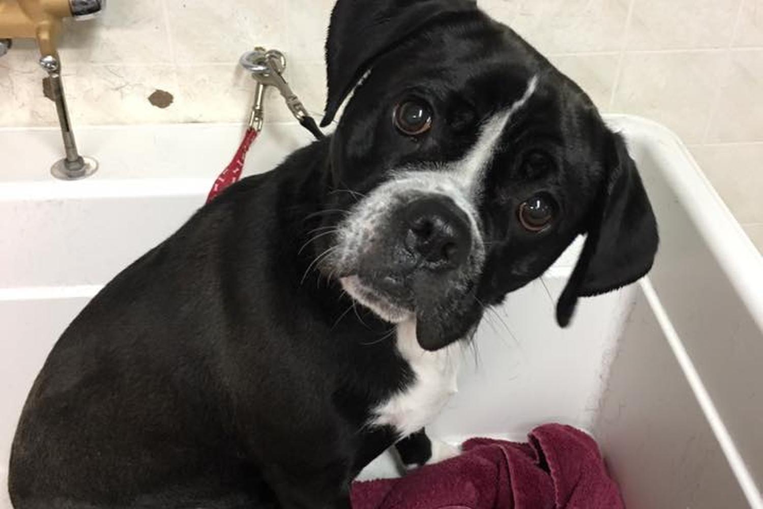 Naomi’s Pet Grooming 3