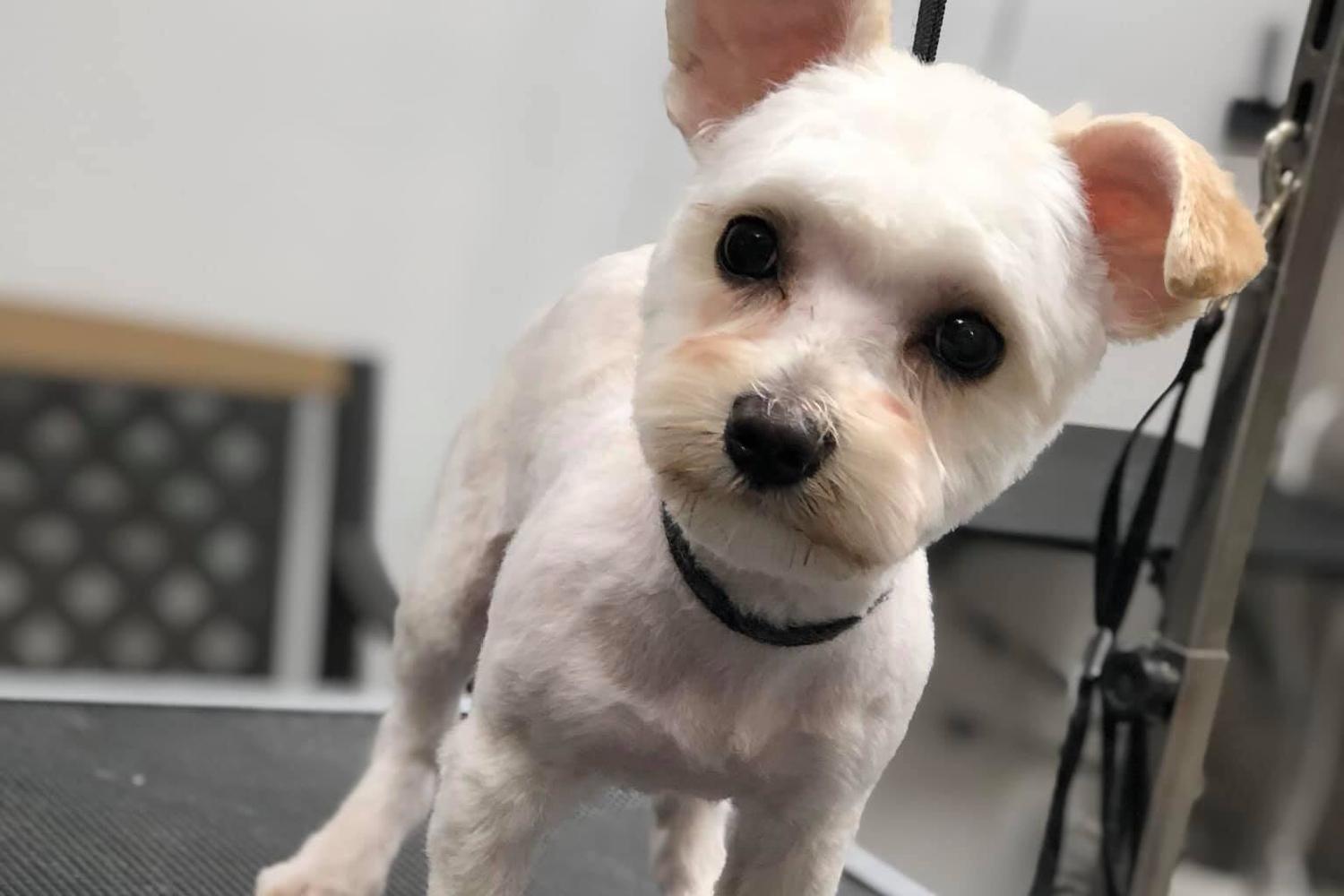 Naomi’s Pet Grooming 0