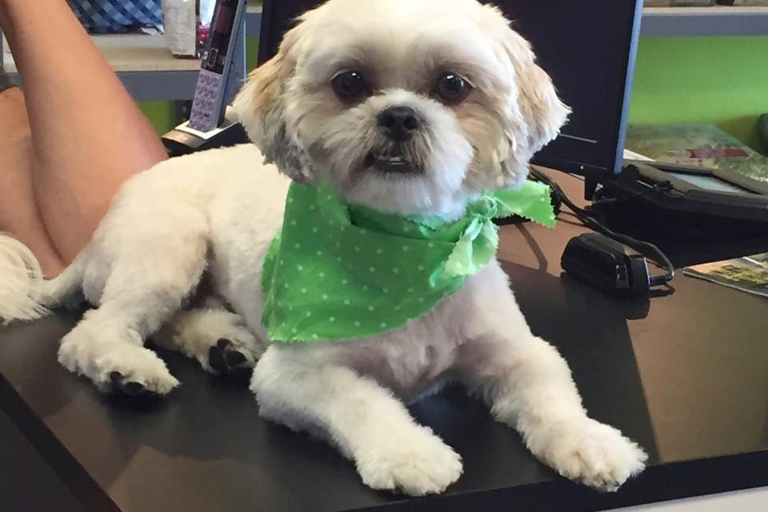 Splash and Dash Groomerie & Boutique 4