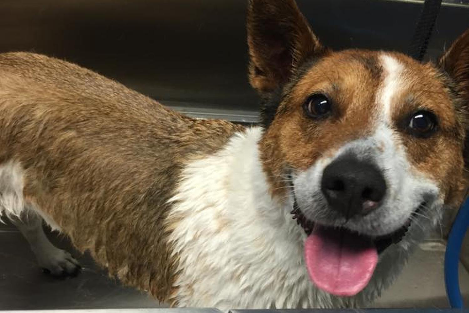 Splash and Dash Groomerie & Boutique 5