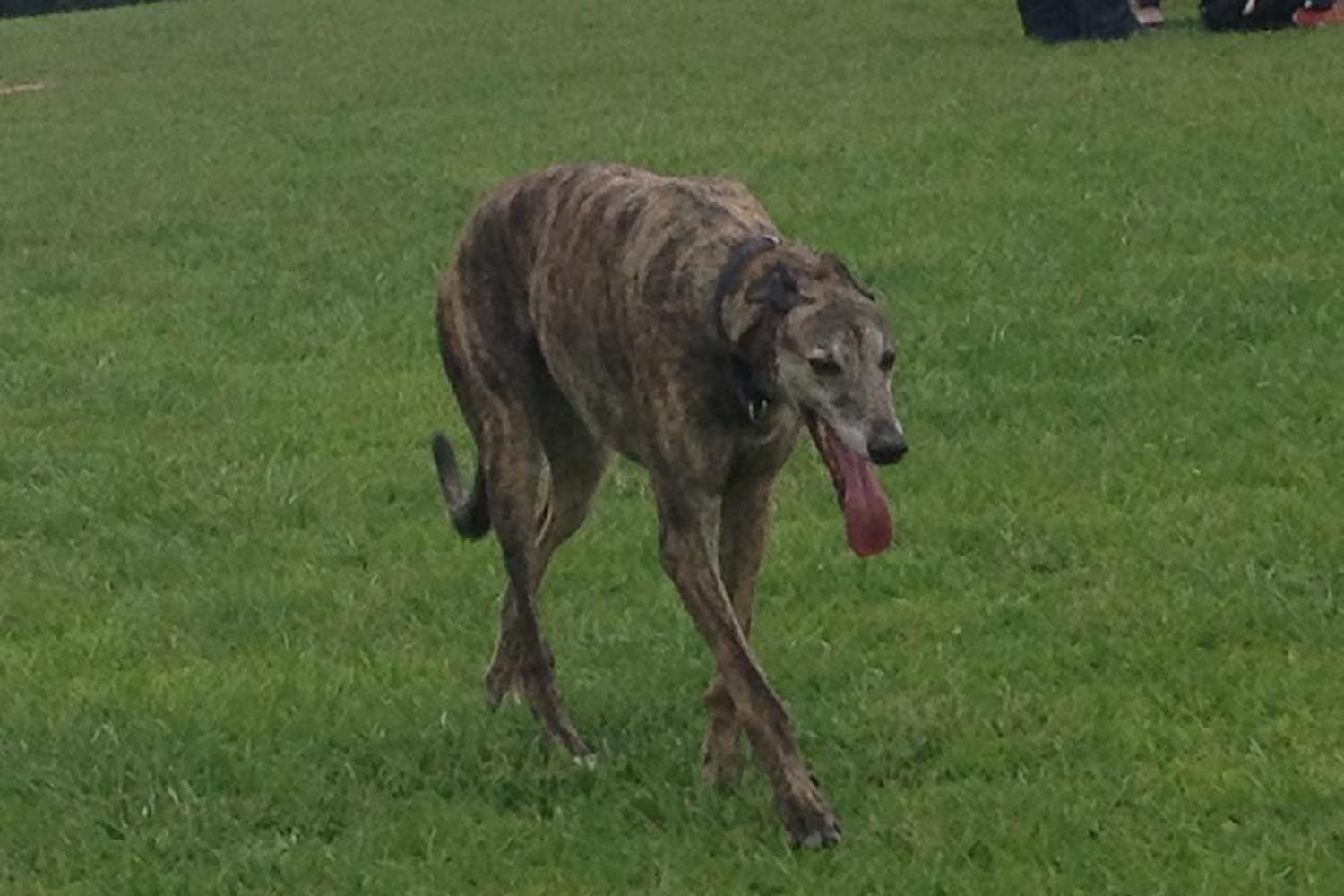 Benton Dog Park 4