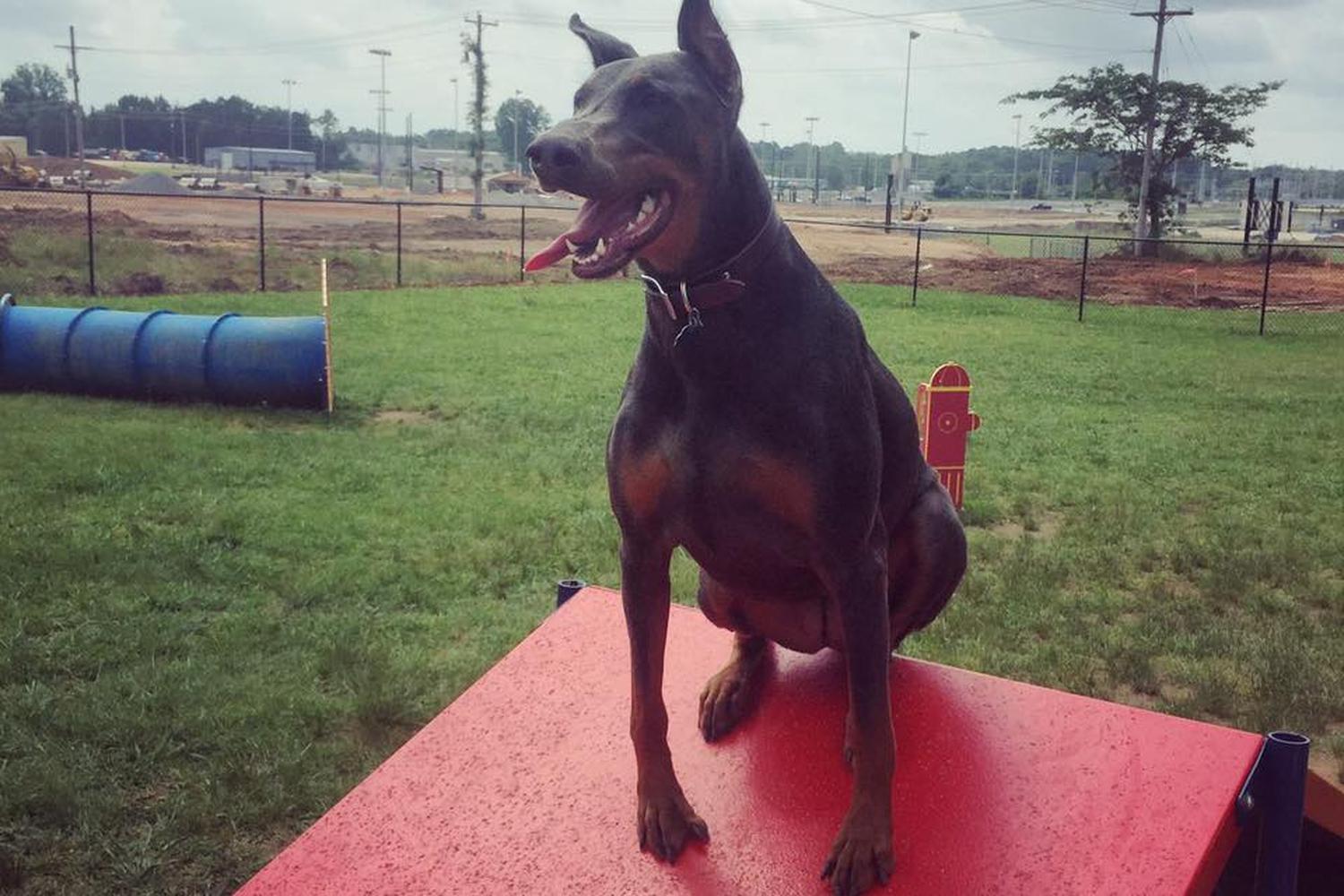 Benton Dog Park 5