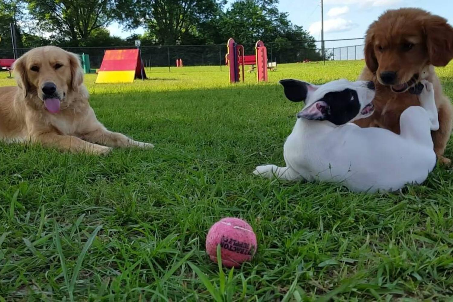 Benton Dog Park 3