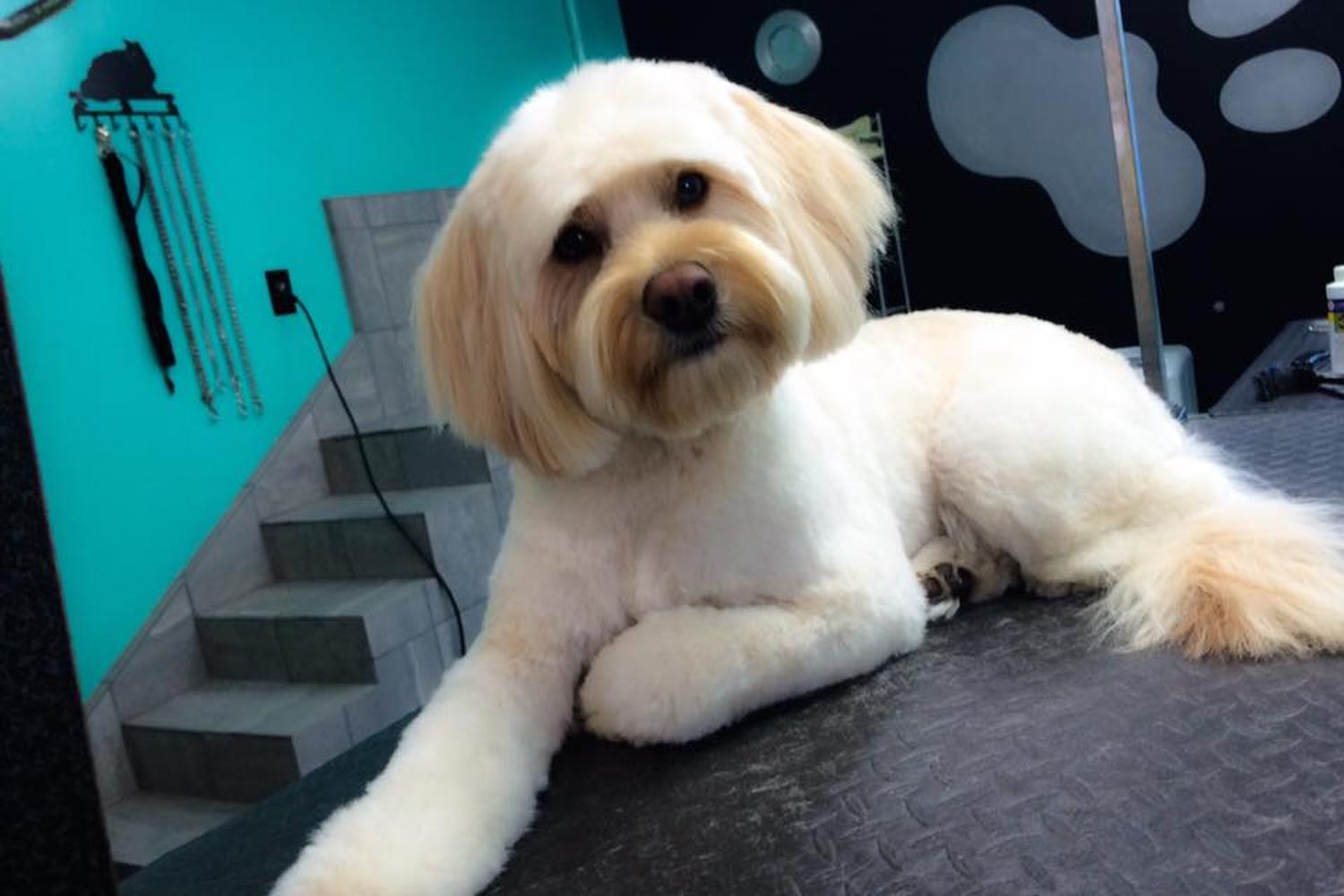 Pawfections Pet Salon 2