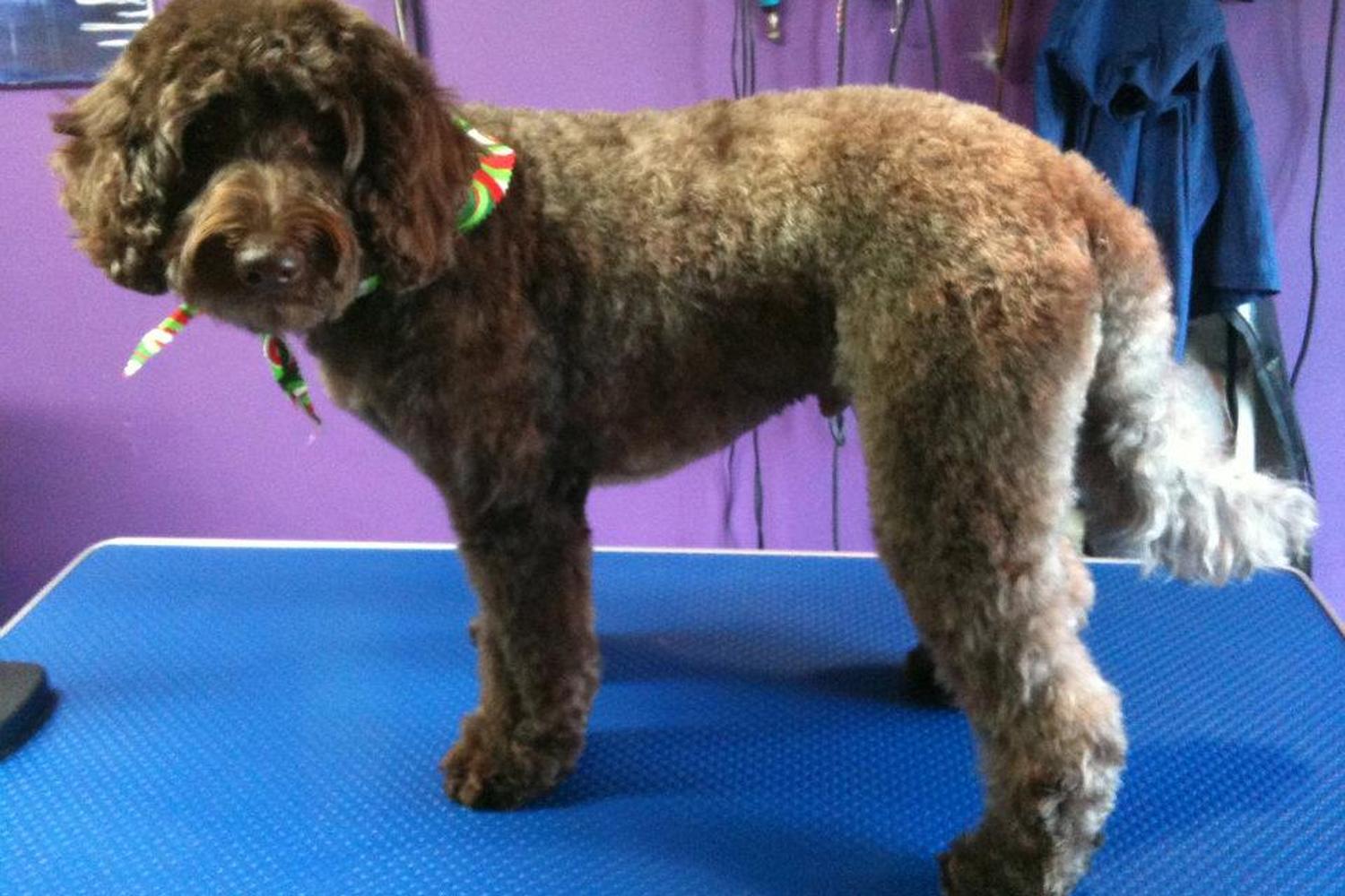 Pawfections Pet Salon 5