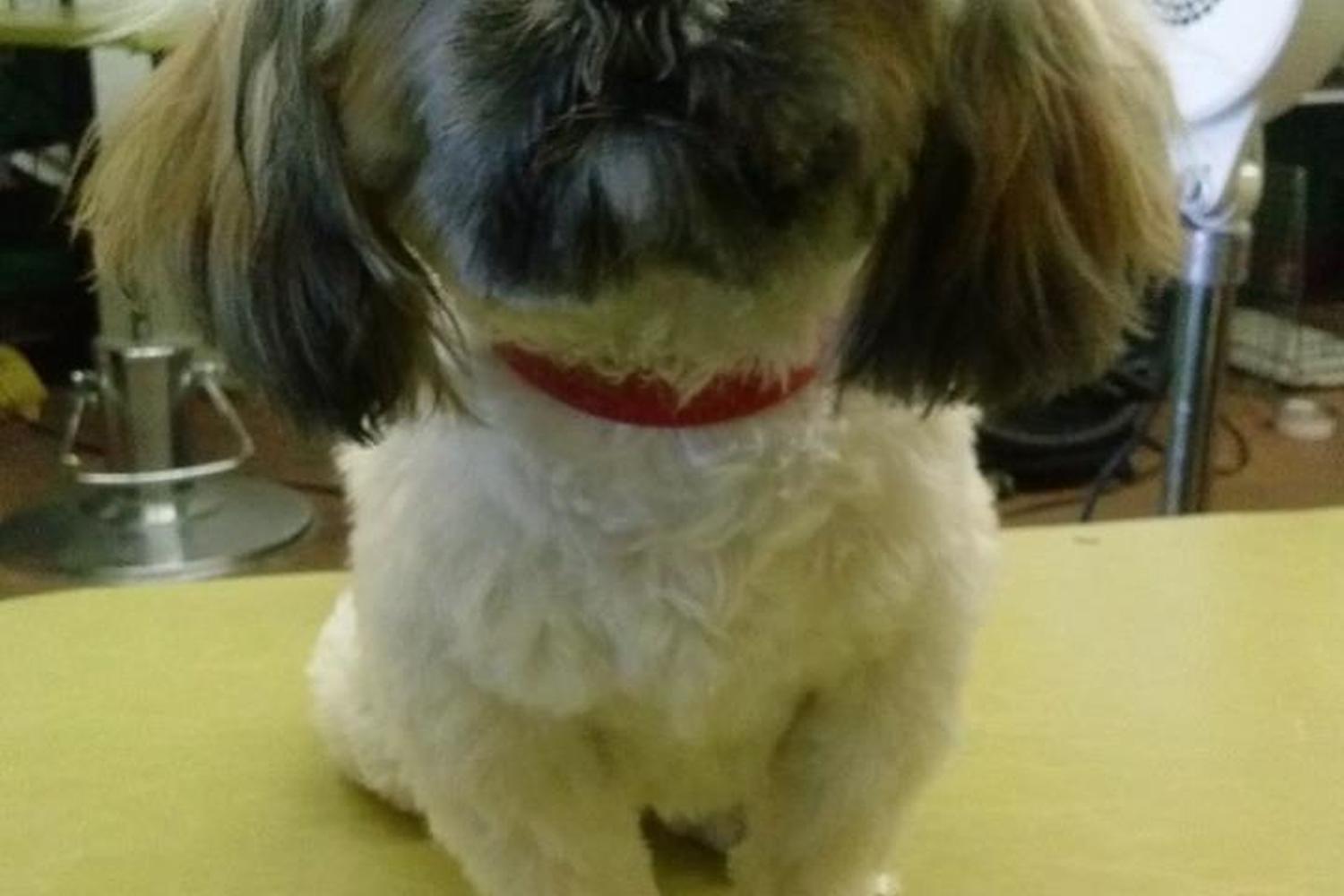 Lucky's Pet Grooming & Boutique 0