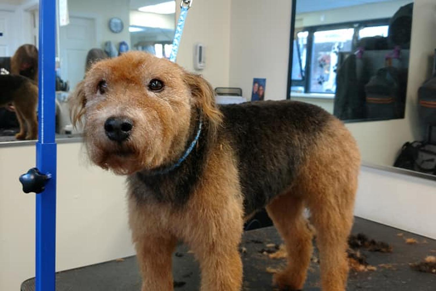 Dirty Dawgs Grooming 4