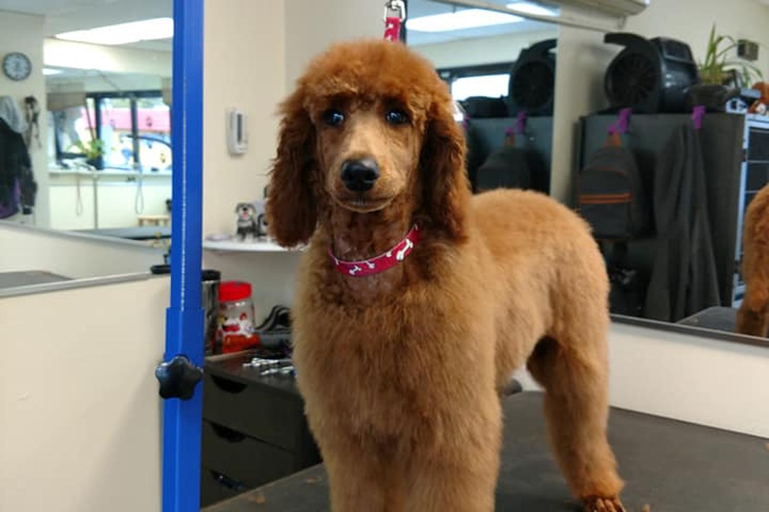 Dirty Dawgs Grooming 3