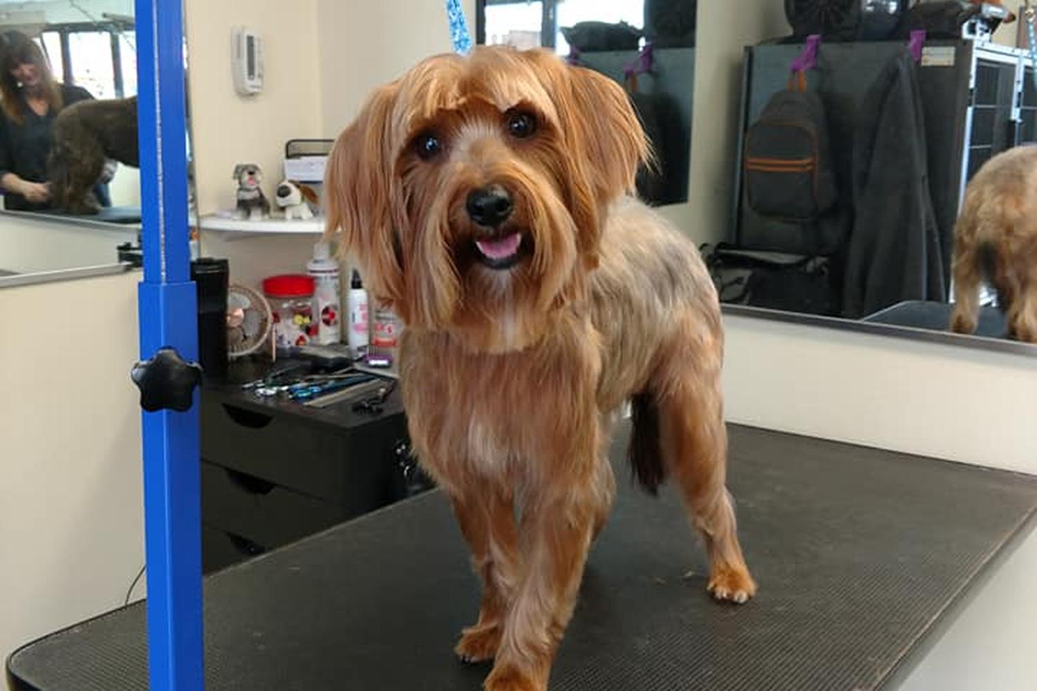 Dirty Dawgs Grooming 2