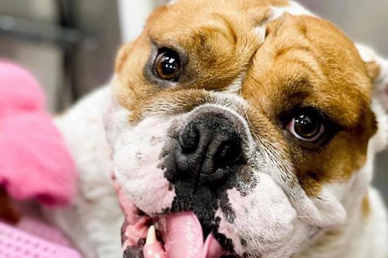 Posh Paws Grooming 4