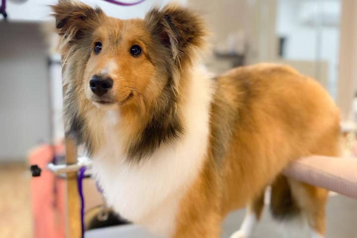 Posh Paws Grooming 3