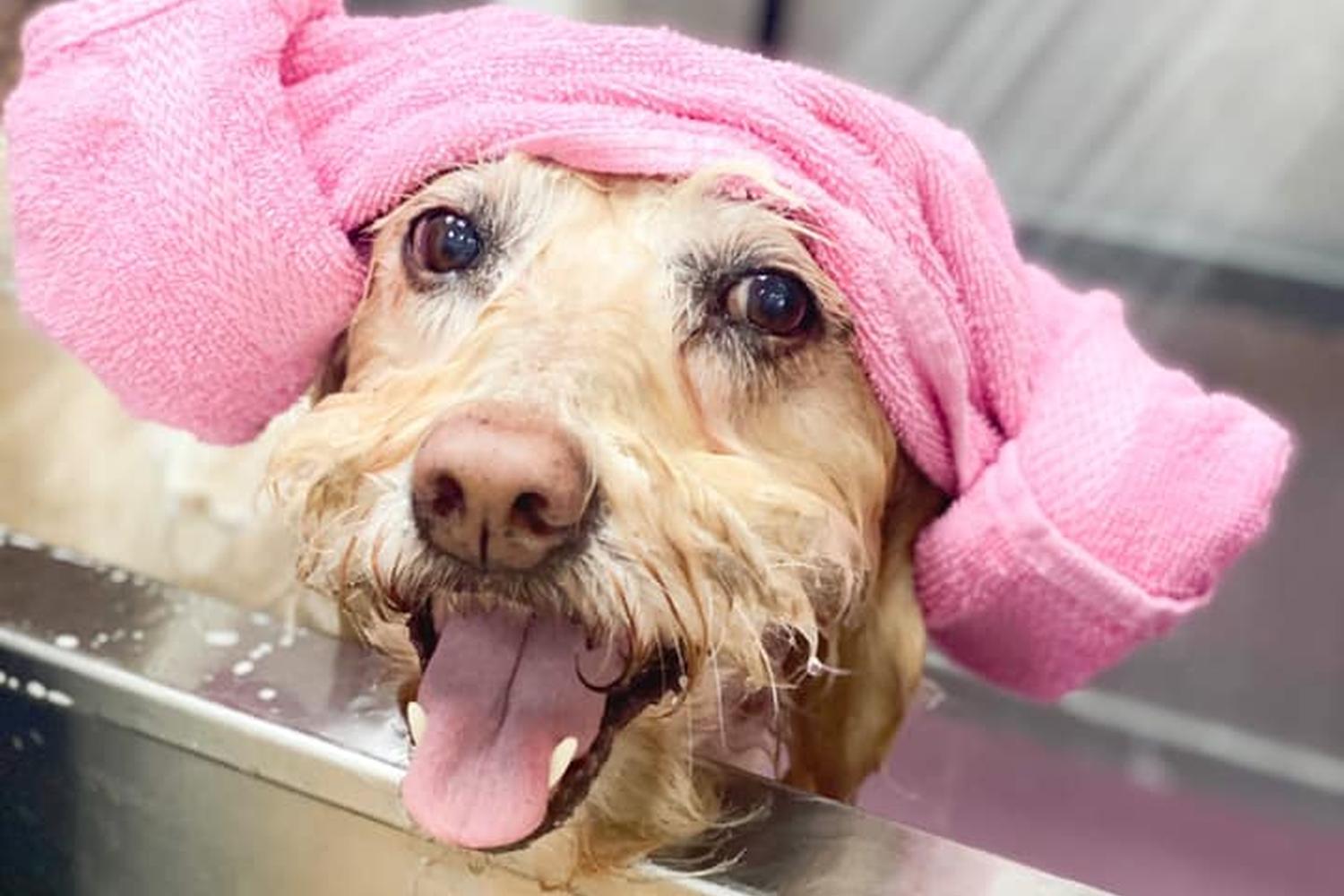 Posh Paws Grooming 6