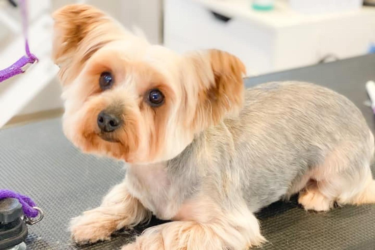 Posh Paws Grooming 2