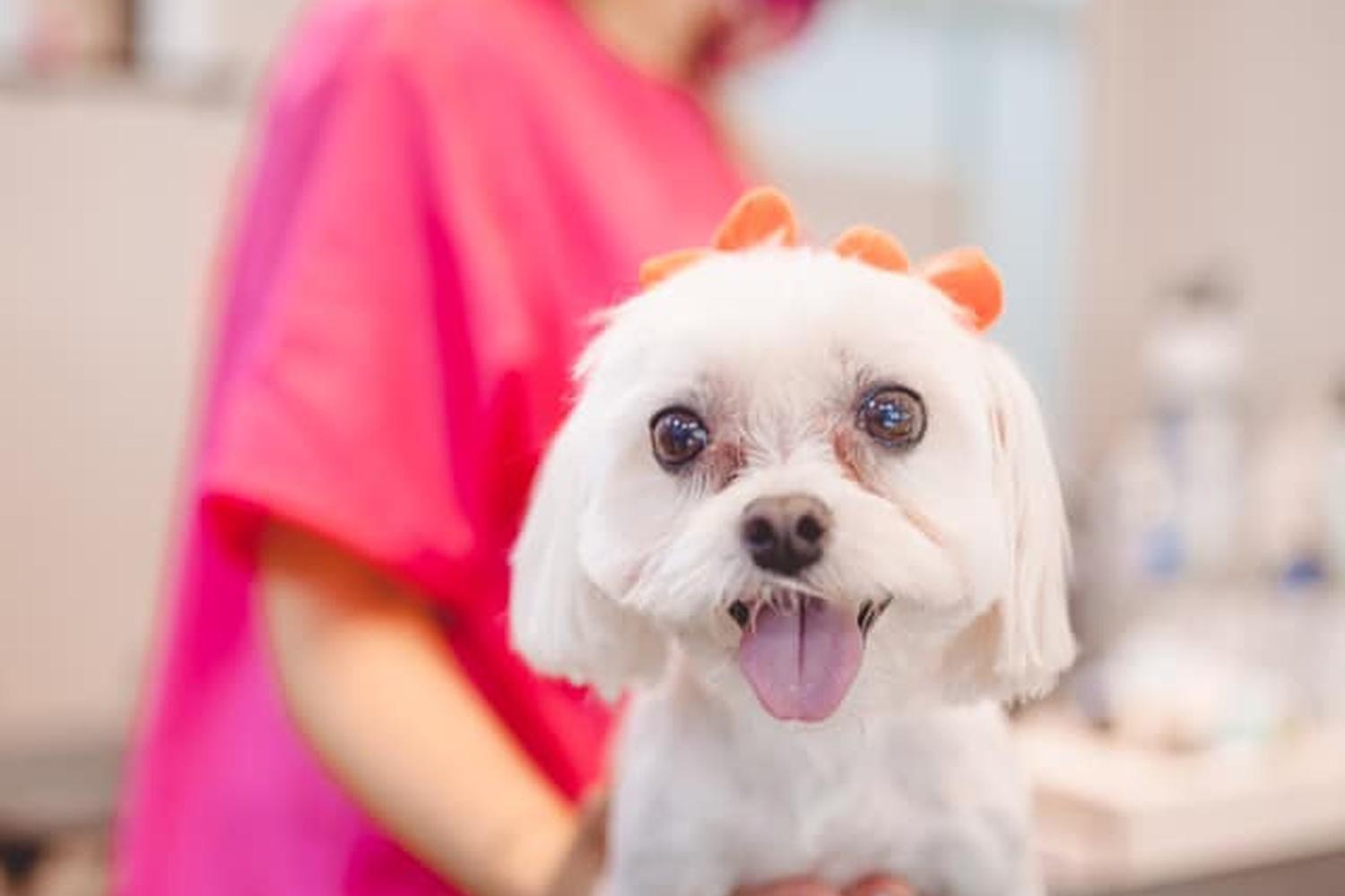 Posh Paws Grooming 1