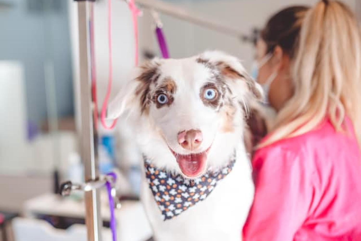 Posh Paws Grooming 5