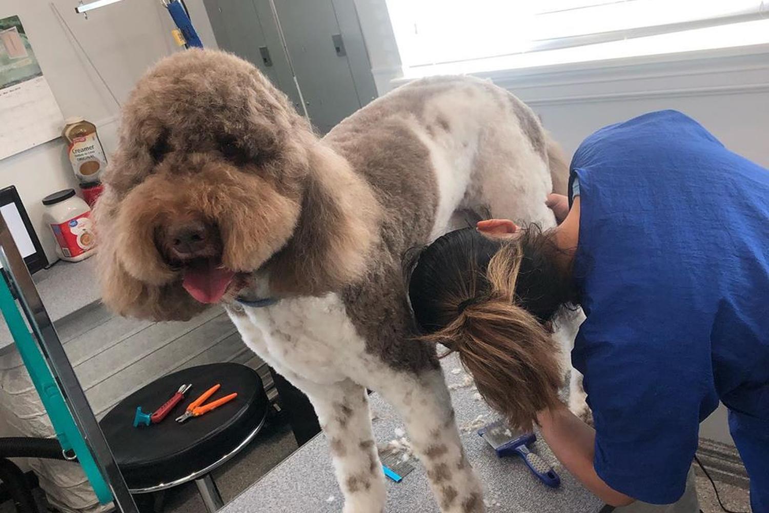 The Dog House Pet Salon Galleria 3