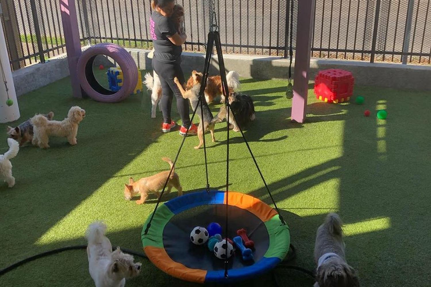 The Dog House Pet Salon Galleria 2