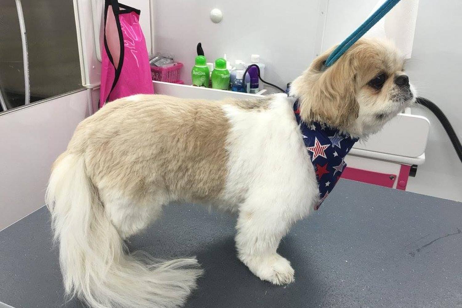 Pixie Willows Mobile Pet Spa 5