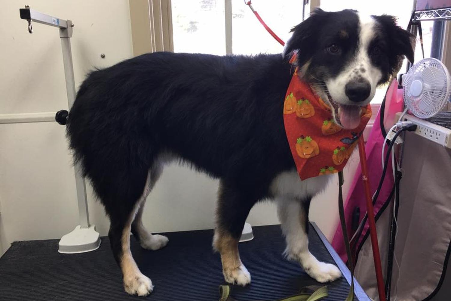 Pixie Willows Mobile Pet Spa 3