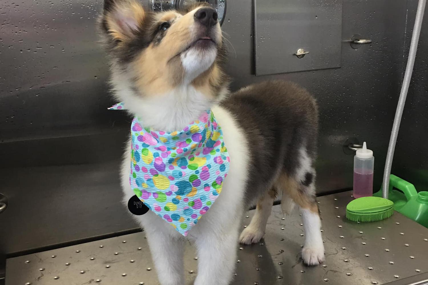 Pixie Willows Mobile Pet Spa 2