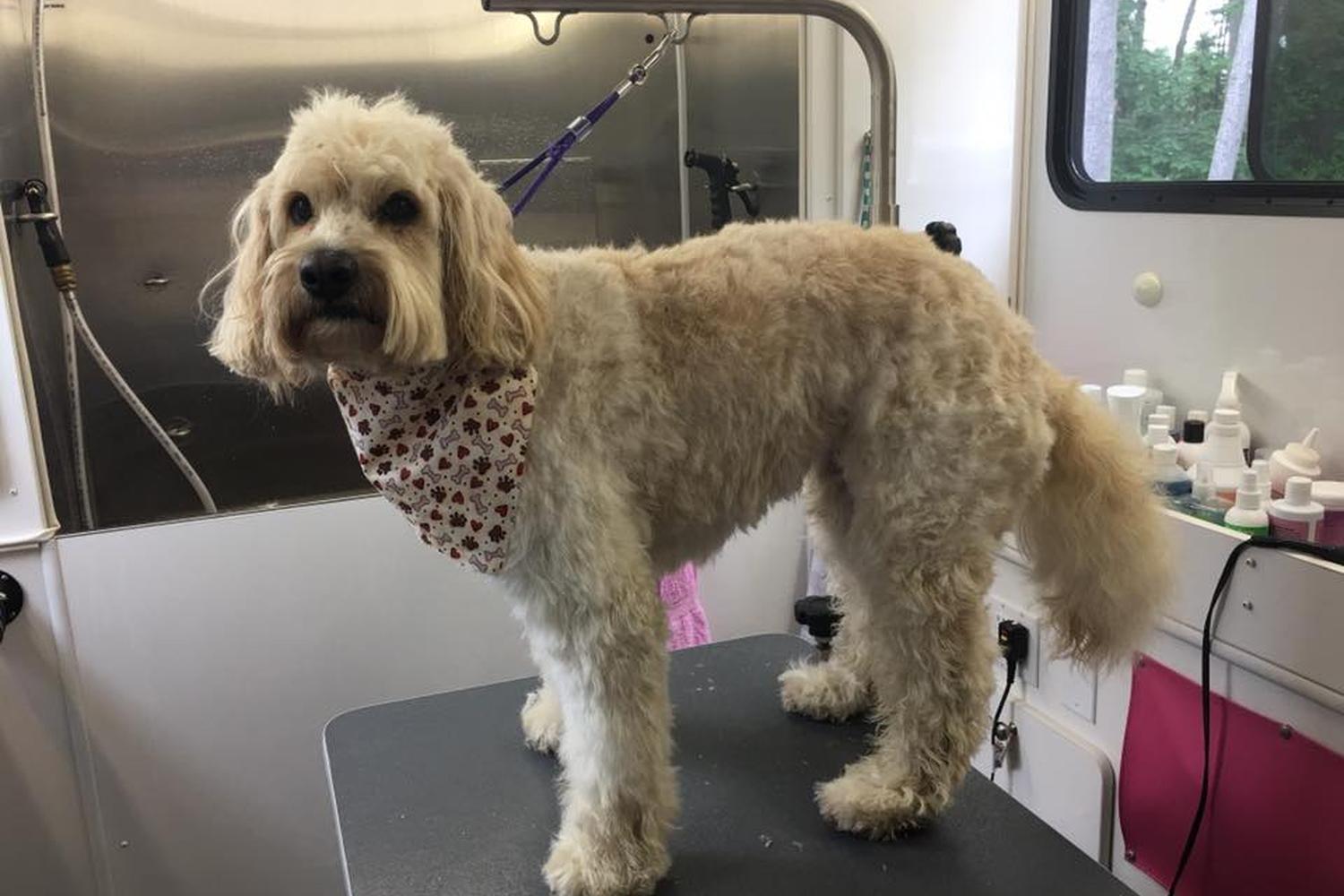Pixie Willows Mobile Pet Spa 4