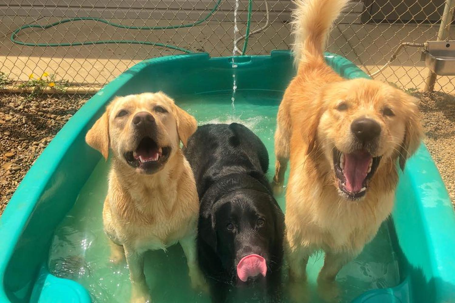 Fuzzy Paws Pet Villa & Spa 5