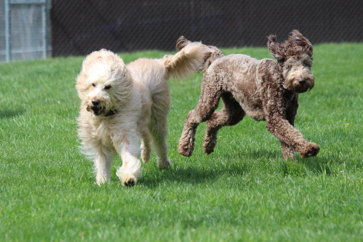 Fuzzy Paws Pet Villa & Spa 3