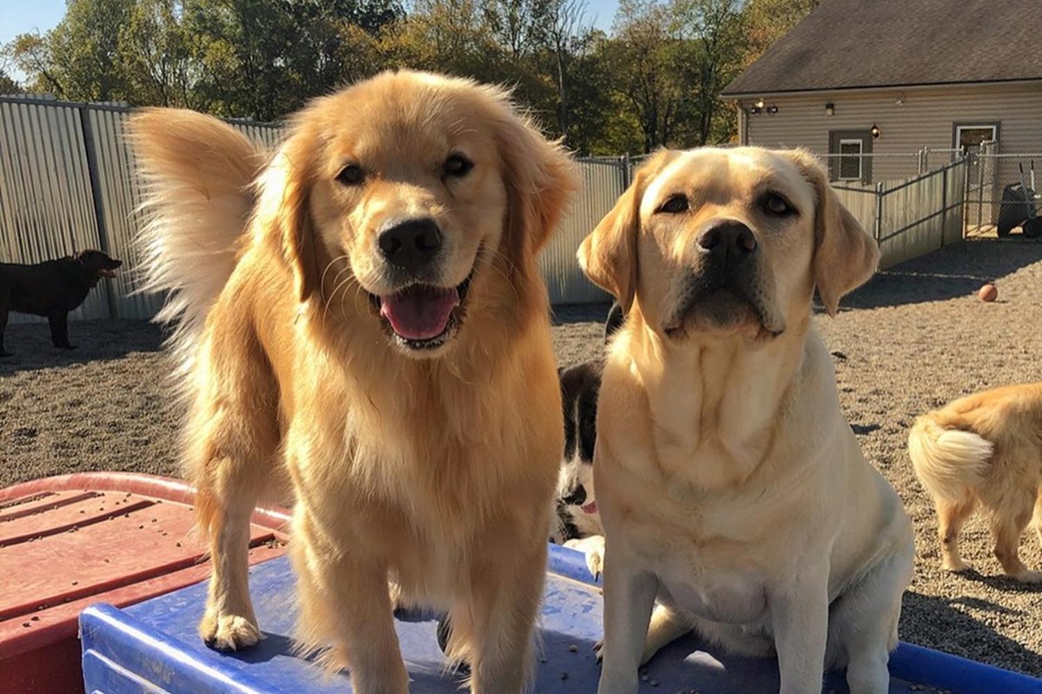 Fuzzy Paws Pet Villa & Spa 4