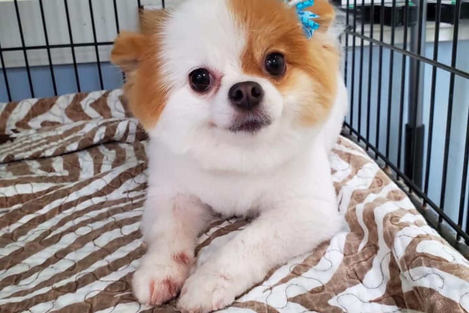 Annie's Grooming Tails 2