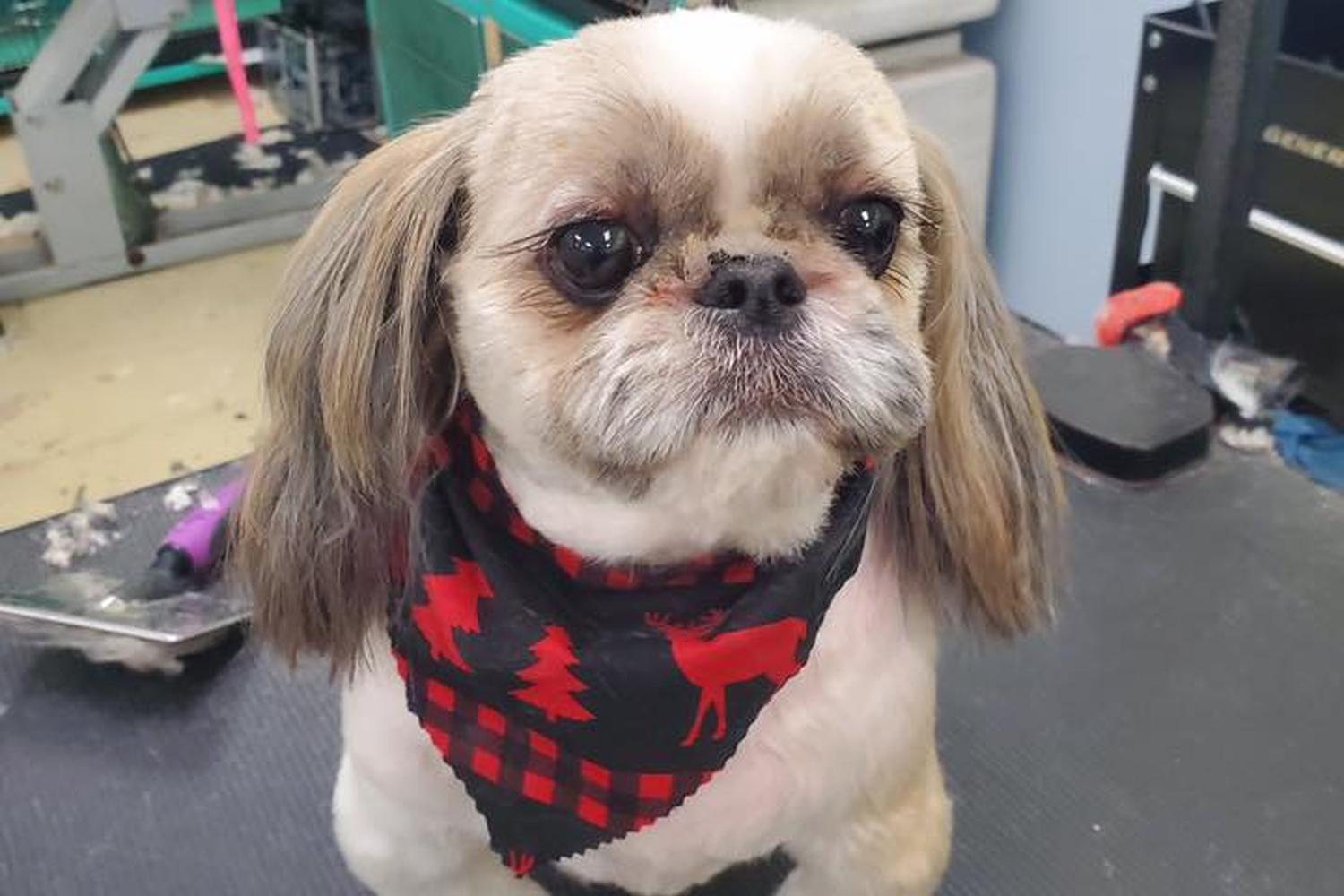 Annie's Grooming Tails 1