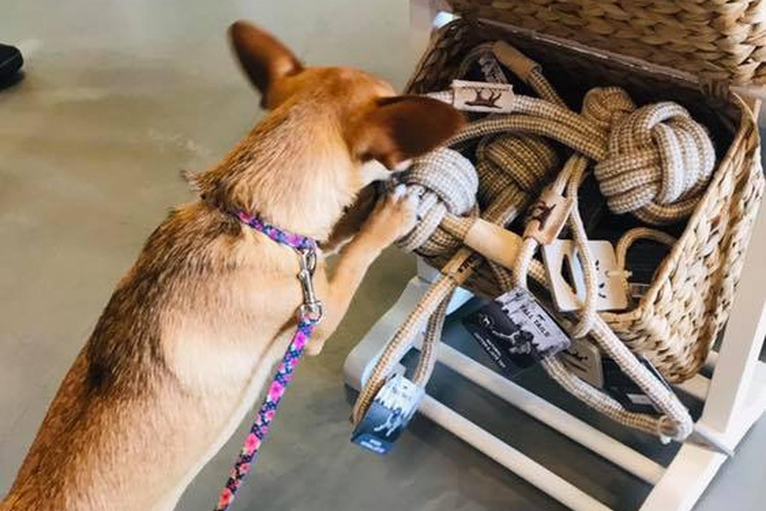 Splash and Dash Groomerie & Boutique 5