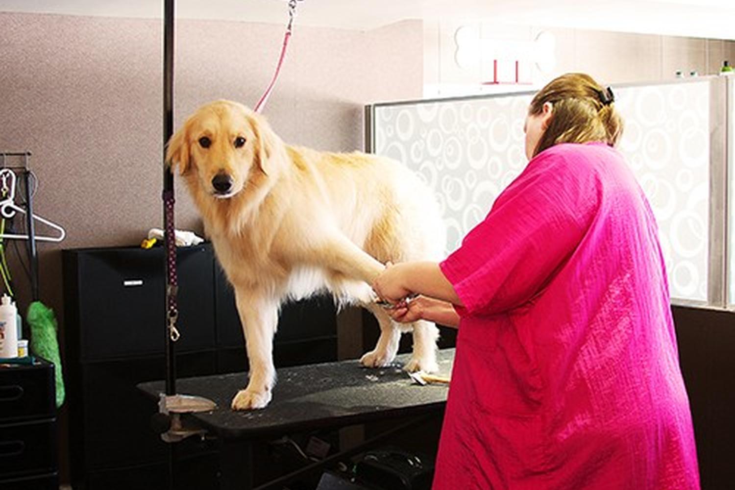 Metropolitan Dog Spa 0