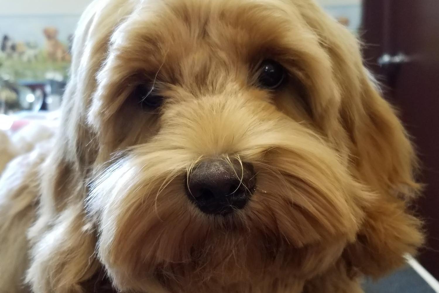 Dirty Paws Pet Spa 2