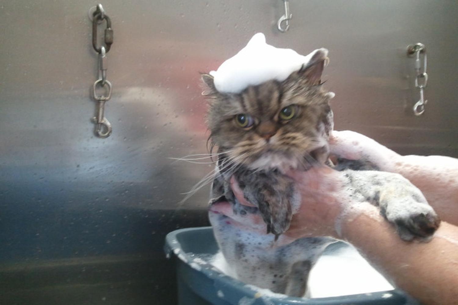 Dirty Paws Pet Spa 4