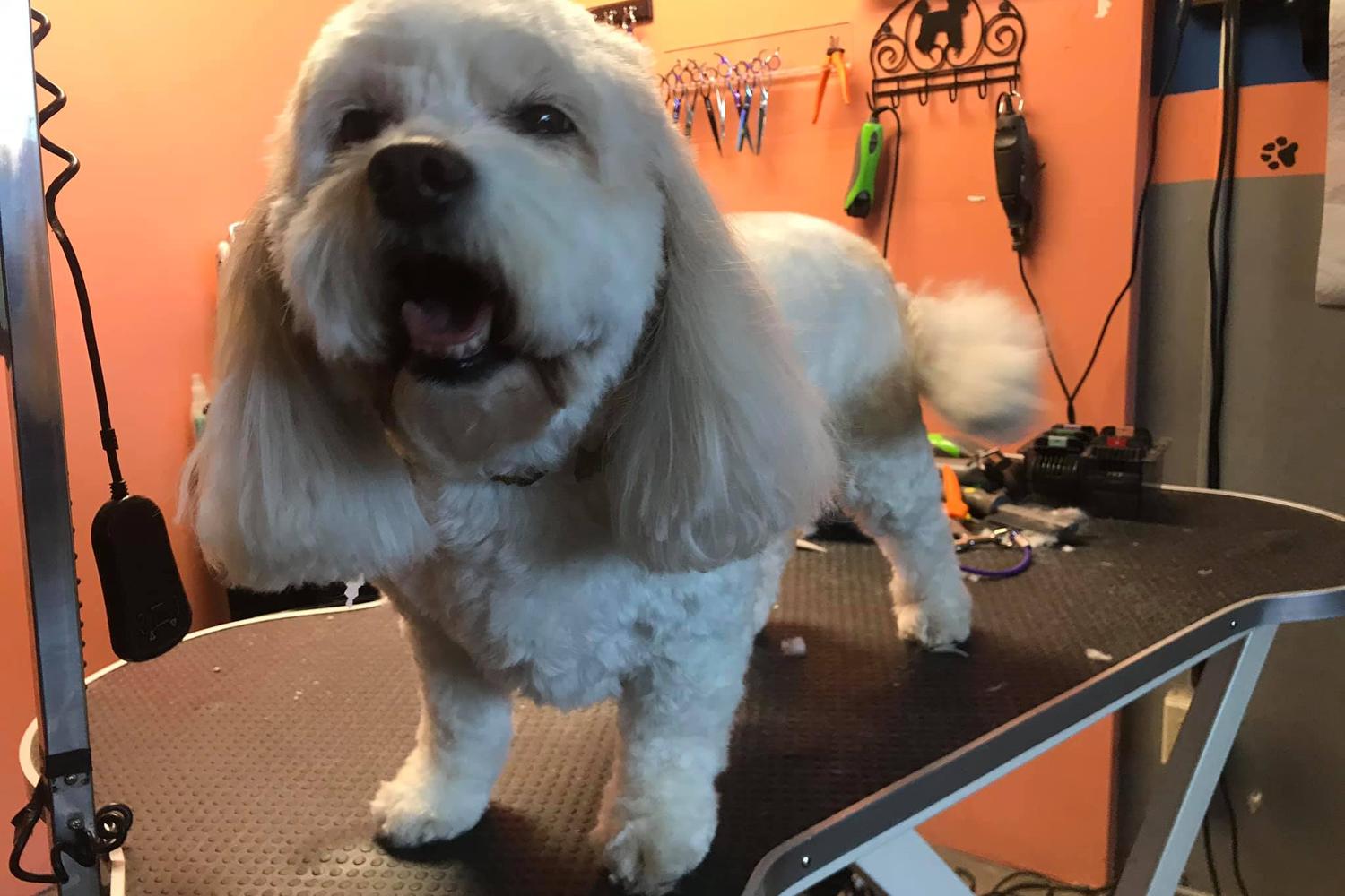 Avalyn's Paw Spa 4