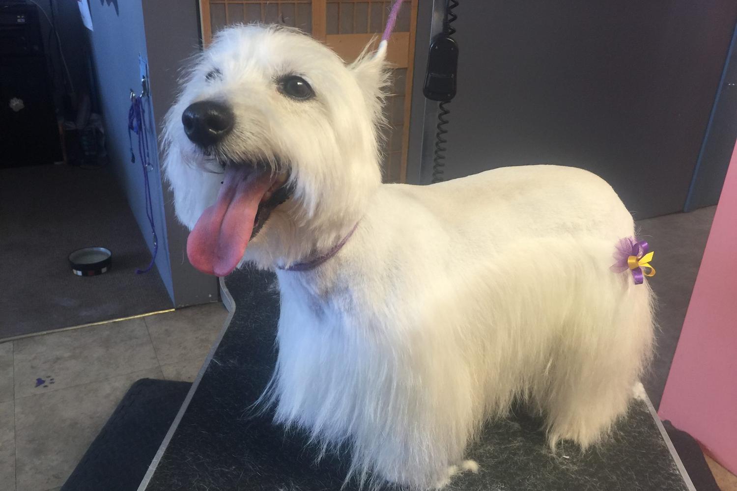 Avalyn's Paw Spa 3