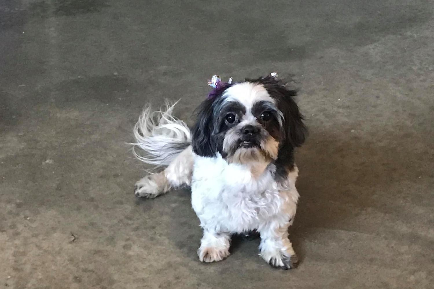 Avalyn's Paw Spa 2