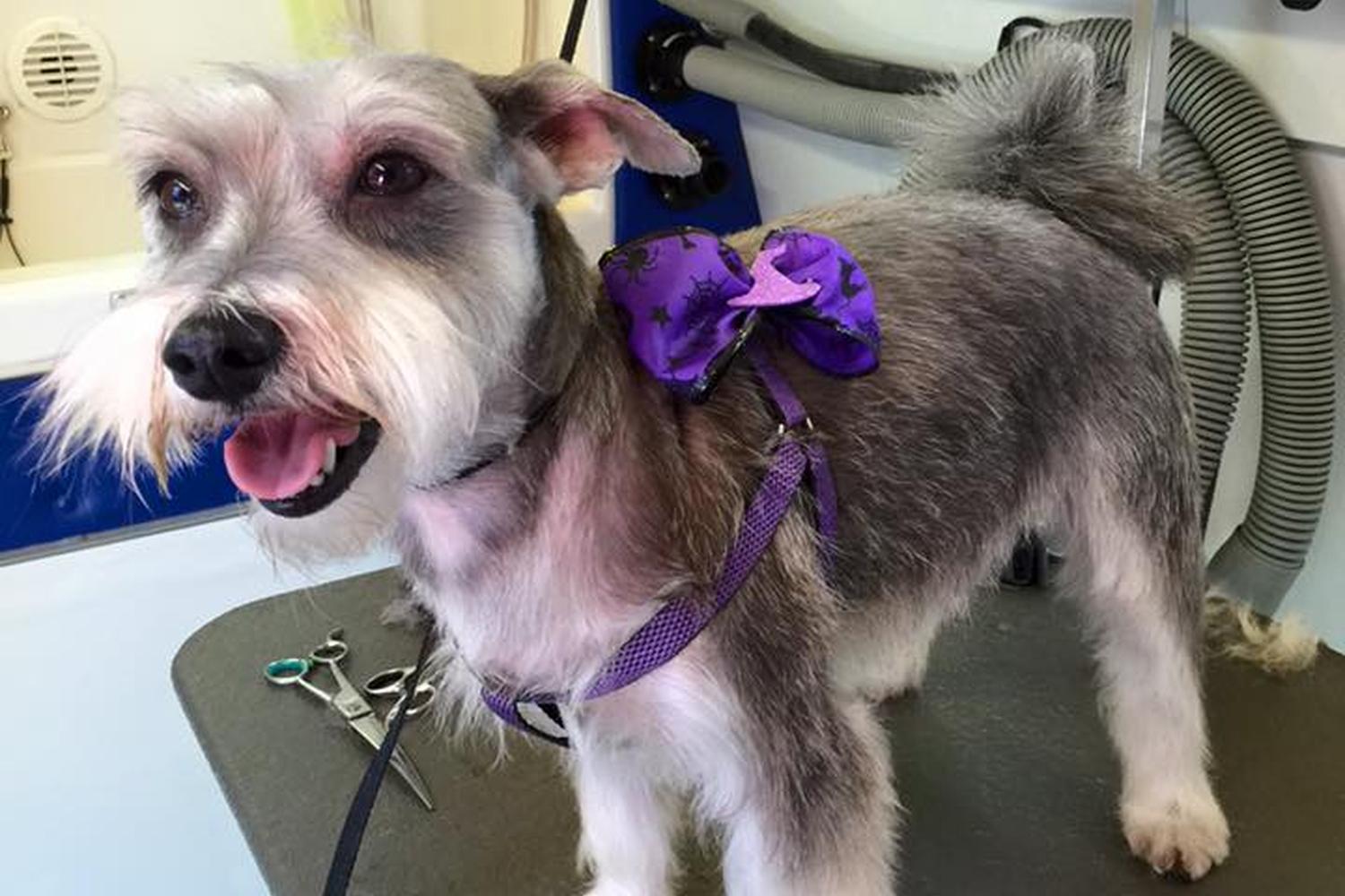 The Houndstooth Mobile Pet Grooming 6