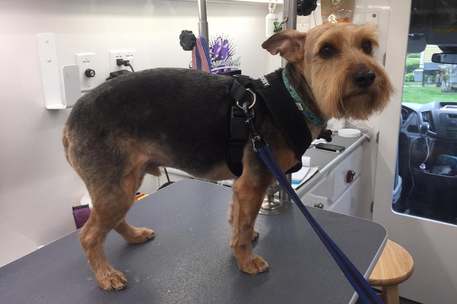 The Houndstooth Mobile Pet Grooming 3