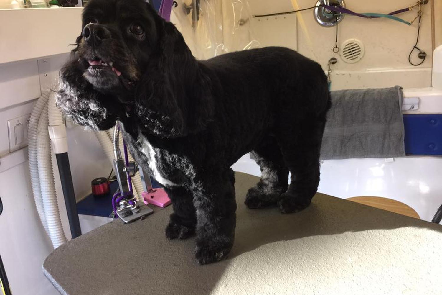 The Houndstooth Mobile Pet Grooming 4